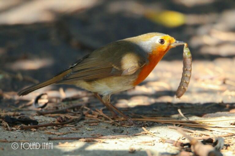 European-robin-feeding-on-a-caterpillar-December-2015-American-University-of-Beirut-campus-Beirut-Lebanon