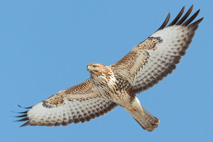 buteo1