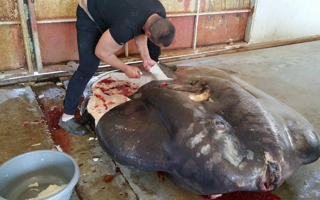 Its Meat Could Be Poisonous… Ocean Sunfish Was Cut And Sold In Tripoli Port, Lebanon