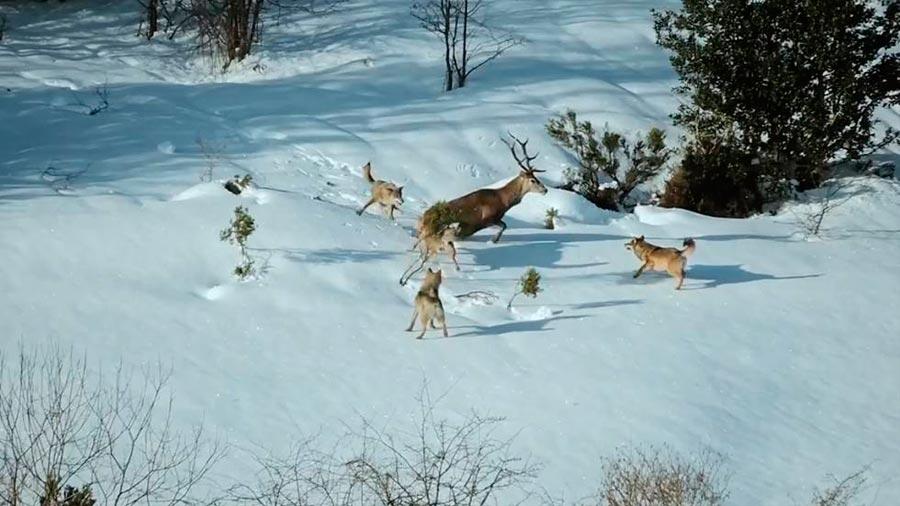 Filmada por primera vez una manada de lobos ibéricos de cacería