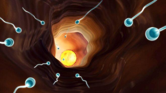 Sperm swimming technique ‘all down to simple maths’