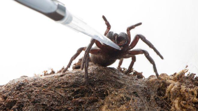 Spider venom may offer stroke therapy