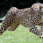 The Cincinnati Zoo and Botanical Garden's cheetah, Sarah, runs inside the zoo's Cheetah Encounter area on Tuesday July 21, 2009 in Cincinnati. Sarah will attempt  to set the record for the world?s fastest animal at Kentucky Speedway in Sparta Ky. on September 9. (AP Photo/ The Cincinnati Enquirer, Ernest Coleman) ** NO SALES **