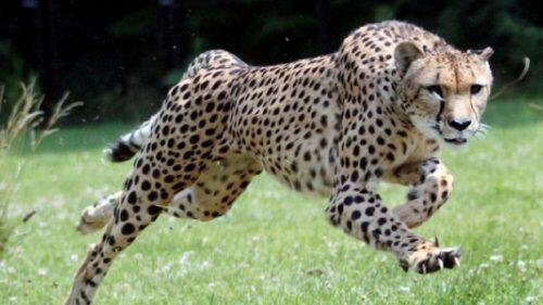 The Cincinnati Zoo and Botanical Garden's cheetah, Sarah, runs inside the zoo's Cheetah Encounter area on Tuesday July 21, 2009 in Cincinnati. Sarah will attempt  to set the record for the world?s fastest animal at Kentucky Speedway in Sparta Ky. on September 9. (AP Photo/ The Cincinnati Enquirer, Ernest Coleman) ** NO SALES **