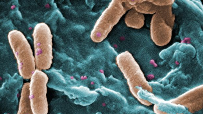 Descubren súper bacteria atribuible al cambio climático