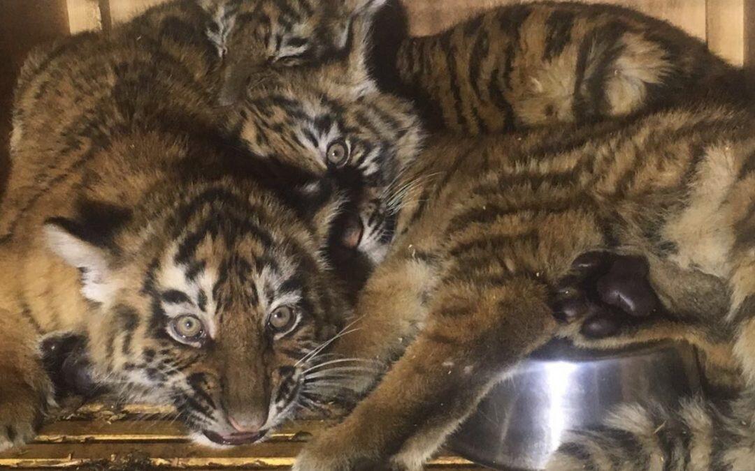 Baby tigers stuck at Beirut airport freed after judge order