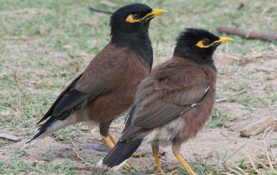 طيور غازية في حاصبيا… الخبير جرادي لـ Green Area: خطيرة تهدّد باقي الأنواع