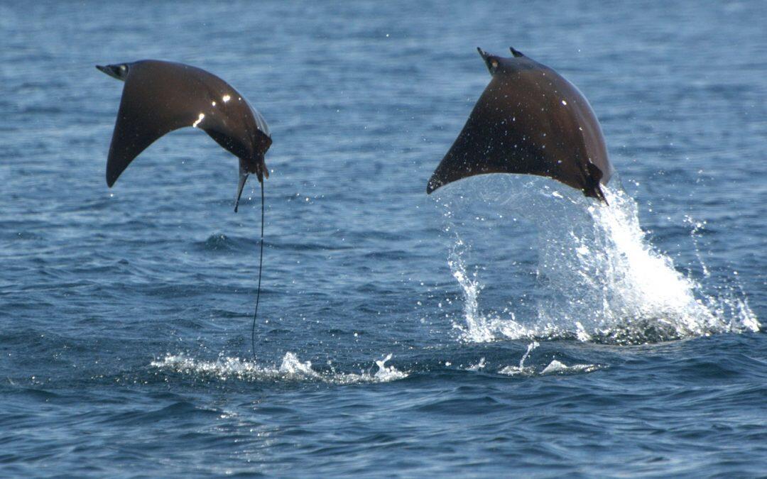 أسماك الـ Devil Ray تستعرض مهاراتها قبالة شاطىء الدامور!