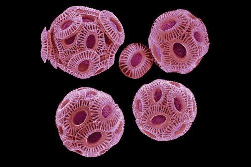 coccolithophores