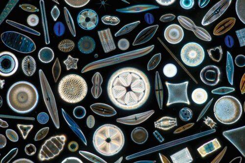 diatoms plankton