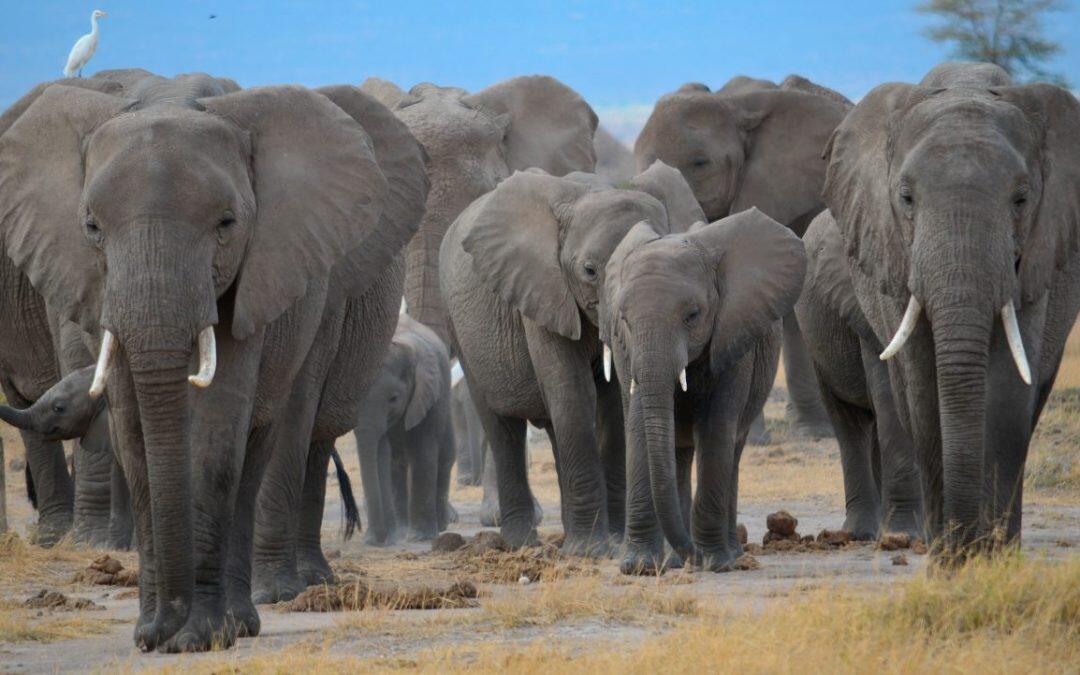 Un macho adulto de los elefantes africano puede llegar a alcanzar un peso de 6 a 7 toneladas.