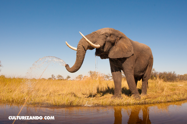 Los dientes de un elefante, por otro lado, cambian alrededor de 6 o 7 veces y no una vez, como en los humanos, debido a que comen mucho más. Una vez salen los últimos, es posible que corra peligro de morir de hambre.