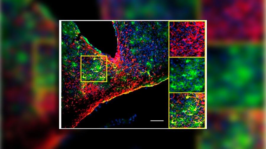 El inesperado papel de ciertas células cerebrales en el reloj biológico corporal