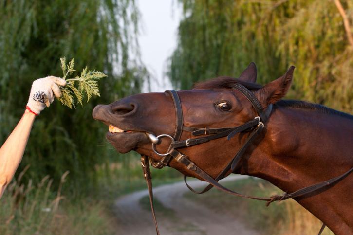 Los  caballos Beben aproximadamente 25 litros de agua al día (o más)