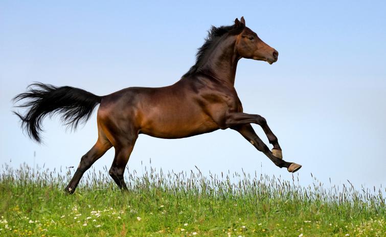 Al nacer, las piernas del caballo tienen un 90% del tamaño que alcanzarán de adultos. Además, tiene la capacidad de correr tan solo unas horas después de su nacimiento. Y cuando se trata de correr, los caballos galopan a una velocidad promedio de 44 km/h, aunque el récord de velocidad es de 88 km/h.