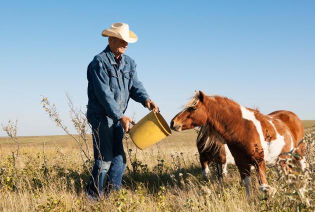 Los ponis son una raza de caballos miniatura. Si bien hoy se usan para paseos, hace muchos años eran muy útiles para arrastrar peso en los pequeños túneles mineros. Además, están entre las razas de caballo más longevas.