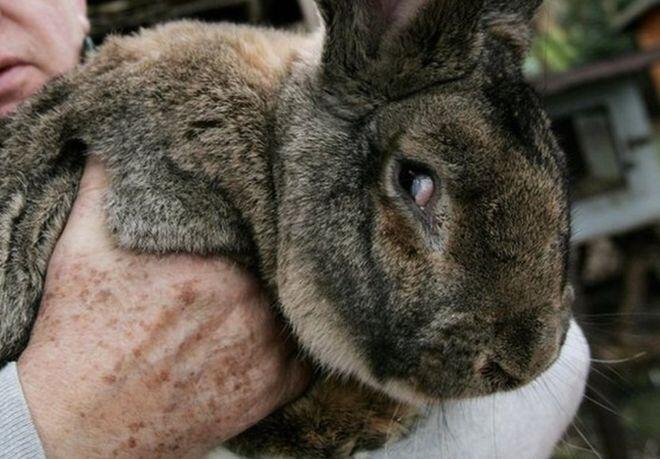 United Airlines enquête sur la mort de lapin géant