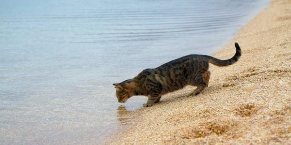 Did you know that Cats can drink seawater, unlike humans, cats have kidneys that can filter out salt and use the water content to hydrate their bodies.