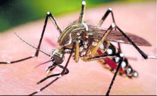 Jamaica malaria-free for the 5th consecutive year – health inspectors