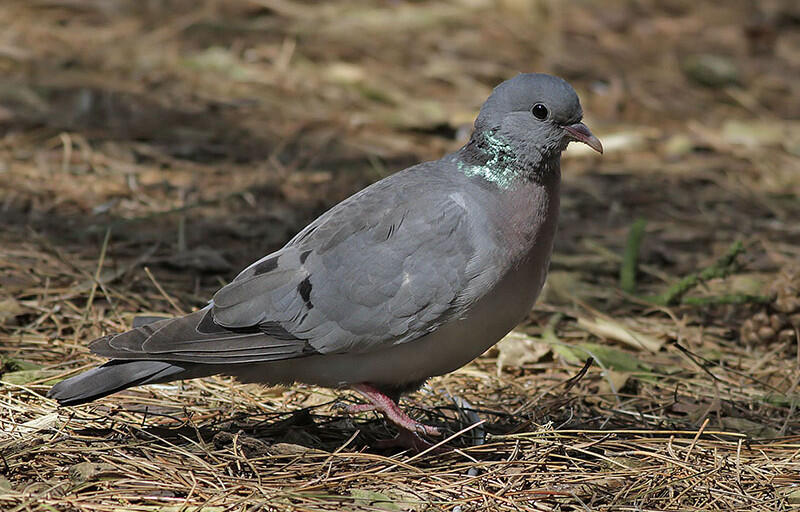 الحمام البري Stock Dove