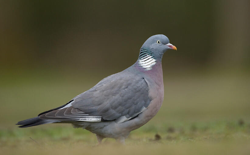 حمام الغابات او الدلم Woodpigeon