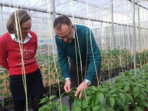 Disenan-un-nuevo-metodo-para-crear-plantas-de-pimiento-resistentes-a-la-sequia-y-salinidad