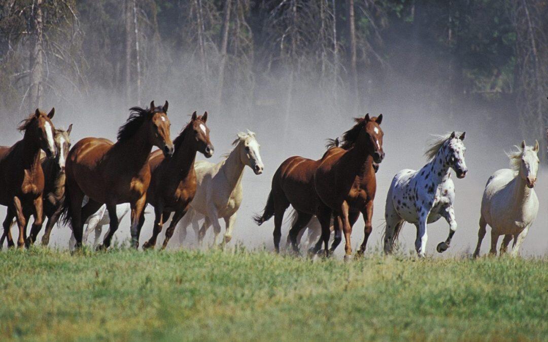 Los caballos  son animales curiosos por instinto y sociables, no les gusta estar solos