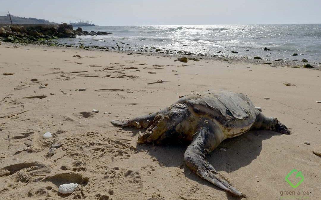 Green Area a suivi son anatomie … Qu’est-ce qui a provoqué la mort d’une tortue verte à Jiye?