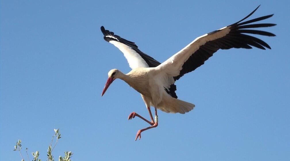 The stork “Tesla” victim of “forbidden hunting” … official silence and European groups appeal