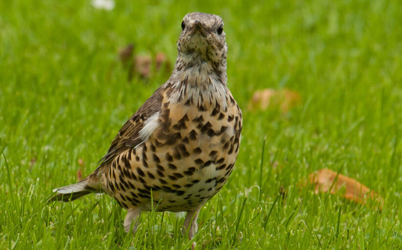 سمنة الدبق Mistle Thrush