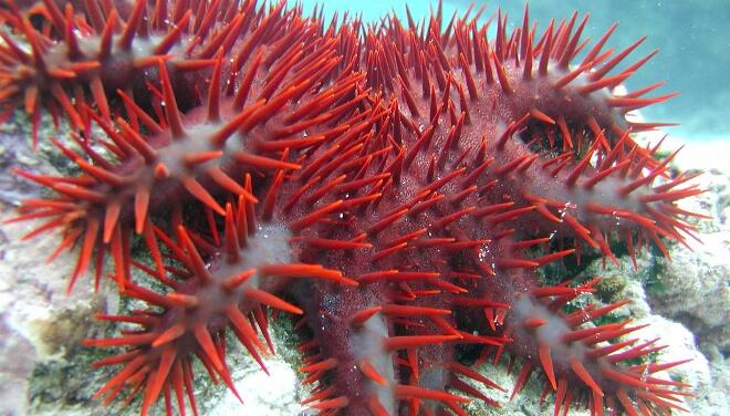 Las estrellas de mar tienen la capacidad de regenerar los fragmentos de su cuerpo perdidos !!!