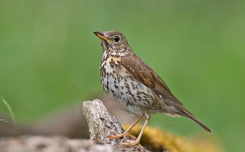 السمنة المغردة Song Thrush