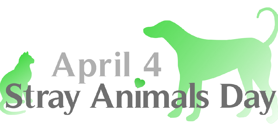 Today is stray animals day