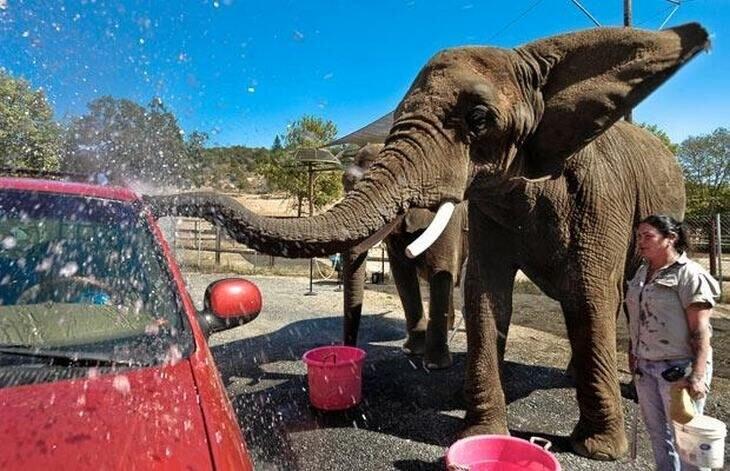 Un zoo oblige ses éléphants à laver les voitures de touristes