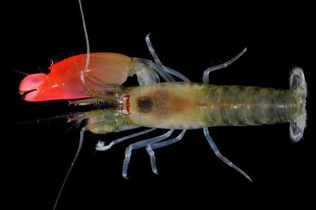 Nouvelle espèce de crevettes nommée après Pink Floyd