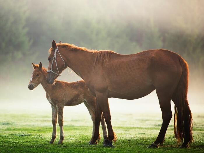 Los caballos no pueden vomitar ni eructar