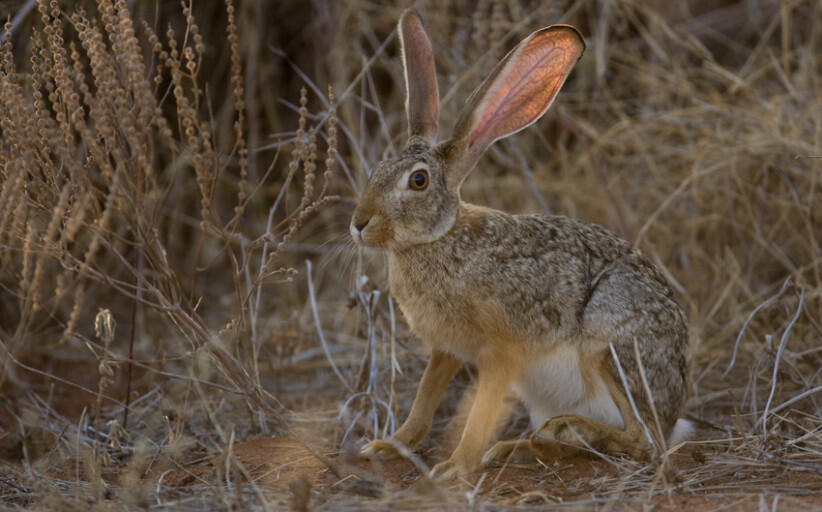 hare-lepus-822x512