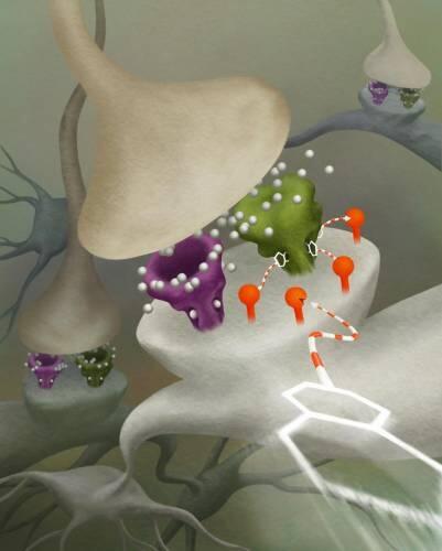 Sistema capaz de suministrar fármacos a neuronas específicas