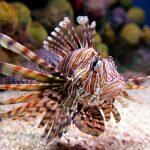 lionfish