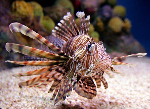 lionfish