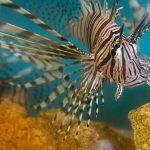 lionfish1