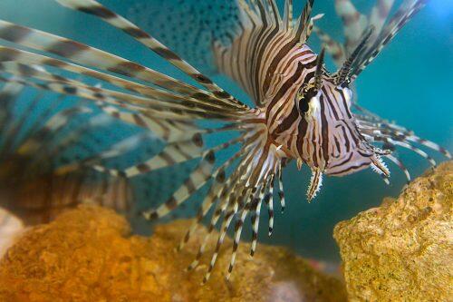 lionfish1