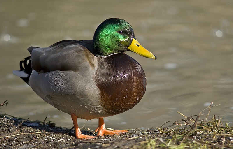 البط الخضاري Mallard Duck