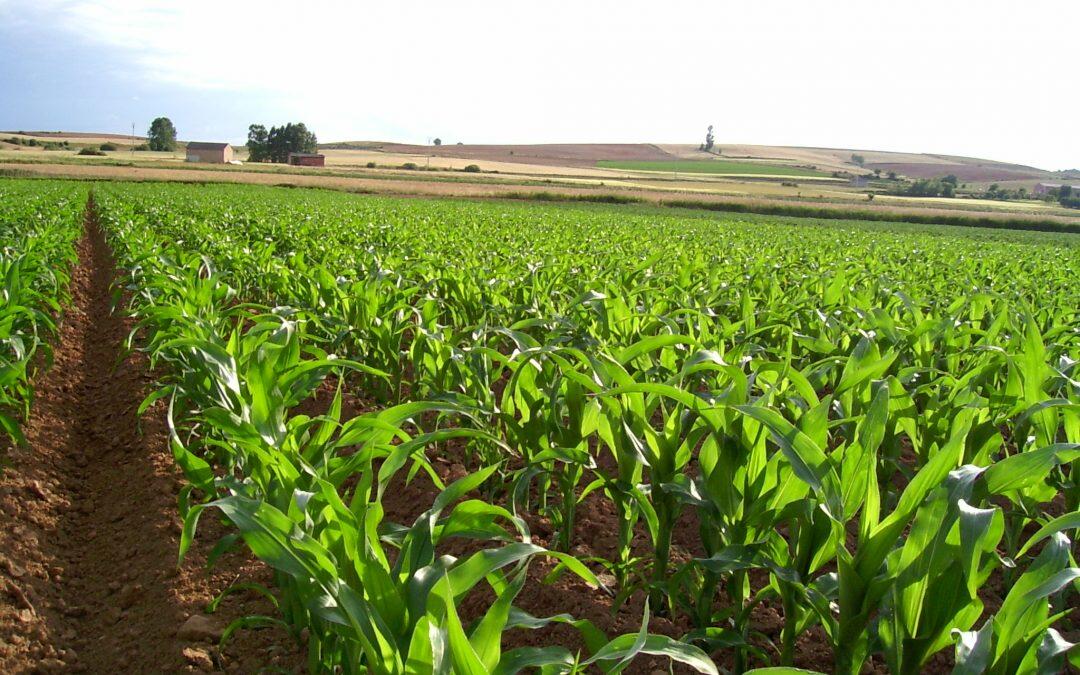 Nuevo plantas resistente a la sequía