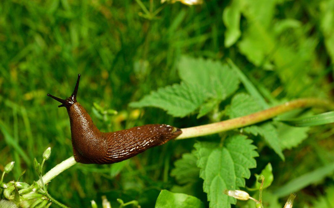 Did you know that Slugs have 4 noses