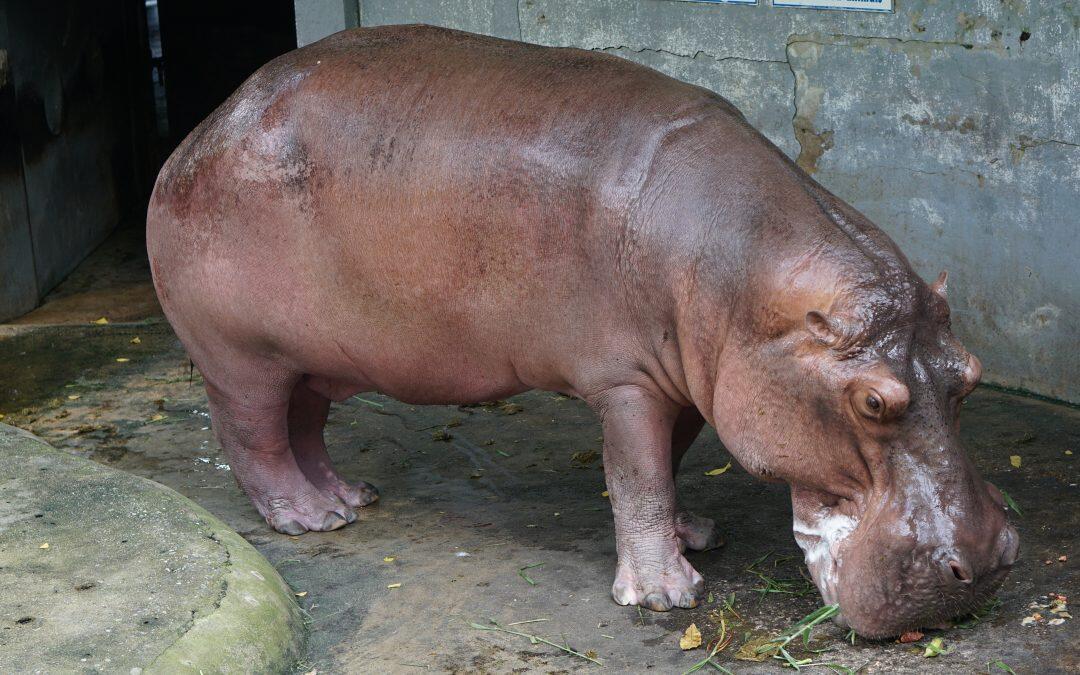 Did you know that  hippos produce their own sunscreen, in the form of a sticky reddish sweat.