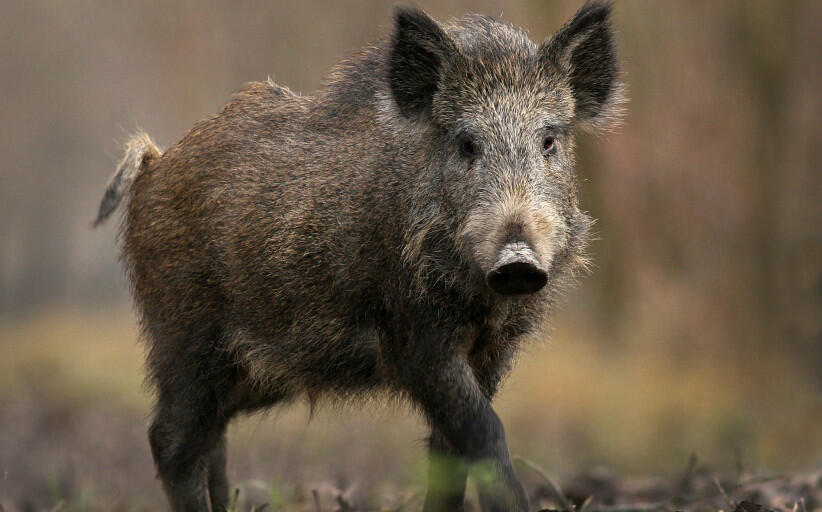 sus-scrofa-822x512