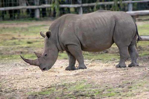 white-rhino1