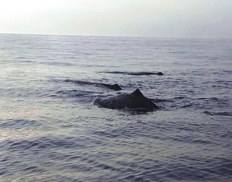 Green Erie International: les baleines d’âne passent une plage naturelle et n’ont pas besoin de s’inquiéter