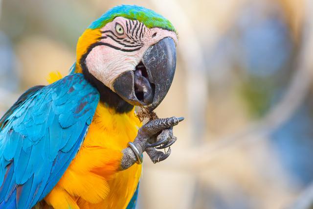 Un loro gris africano llamado Tarbu vivió hasta 55 años, y actualmente el loro más viejo con vida es una cacatúa abanderada llamada Cookie, que vive en el Zoológico Brookfield de Chicago.